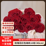 京东鲜花玫瑰花红色玫瑰10枝如意基地鲜切花水养插花生活花束送礼源头直发