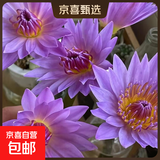 新鲜睡莲鲜花广州直发30CM带花苞家庭室七夕情人节礼物生日礼物 紫色睡莲35CM10枝