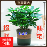 【八方来财】发财树鸭脚木盆栽四季常青桌面防辐射花卉盆景 八方来财20厘米4颗【加仑盆】 送肥料