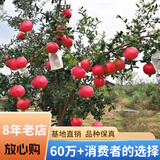 欧悟【买2颗送1颗】嫁接车厘子树苗大樱桃树苗盆栽果树苗木南北方种植 软籽石榴树苗 6年苗当年结果