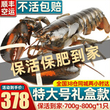 首鲜道【活鲜】波士顿龙虾鲜活波龙 大龙虾海鲜鲜活礼盒大虾年货礼盒 700-800g/只大龙虾*1只（净重）