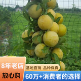 欧悟【买2颗送1颗】嫁接车厘子树苗大樱桃树苗盆栽果树苗木南北方种植 蜂蜜李子苗 6年苗当年结果