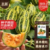 北蔬冰糖子甜瓜种子苗阳台室内植物盆栽菜籽 甜牙冰糖子种子约60粒