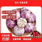 京喜自营金乡大蒜大蒜带皮新鲜干蒜源头直发包邮 净重3斤5.0-5.5公分