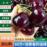 欧悟【买2颗送1颗】嫁接车厘子树苗大樱桃树苗盆栽果树苗木南北方种植 智利车厘子树苗 八年大苗（爆果）