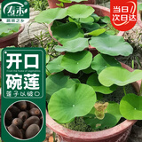 寿禾 碗莲种子苗荷花水培无土栽培花种籽 潍育寿艺开口碗莲种子30粒*2