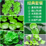 疯狂水草鱼缸浮萍水草鱼缸水培植物绿植水培养鱼水草经典套餐源头直发包邮