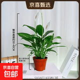 年宵花【热销款】白掌一帆风顺盆栽水培植物绿植过年装饰摆件年货 特级白掌10-12株带花【基地原盆原土】
