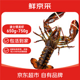 鲜京采 鲜活波士顿龙虾 净重650-750g/只 鲜活到家  源头直发