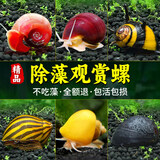 疯狂水草观赏螺除藻螺黄金苹果黑金刚斑马清洁菜单吃藻马来淡水鱼缸水蜗牛 【除藻专精】苹果螺0.5cm-1cm 5个