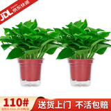 花行榜绿萝盆栽室内植物新房家用净化空气水培绿植花卉大叶吊兰源头直发