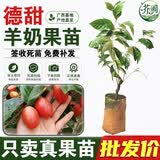 芥圃羊奶果树苗 德甜二号羊奶子苗直生果苗新品种地栽盆栽南方果树苗 德甜羊奶果嫁接苗【带土带叶  只卖真苗】 2年苗 高度：60-80公分