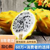 欧悟【买2颗送1颗】火龙果苗南方北方庭院阳台盆栽地栽红心火龙果树苗 黄皮白心 火龙果 四年苗（当年结果）