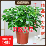 【八方来财】发财树鸭脚木盆栽四季常青桌面防辐射花卉盆景 八方来财25-35厘米4颗【原盆】 送肥料