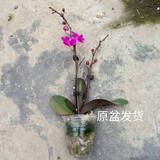 星雨香（XINGYUXIANG）AA级开花 蝴蝶兰花 鲜花 盆栽兰花 四季开花 满天红 带花  一盆价格 带盆栽好