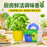 IAM City Farmer罗勒DIY桌面植物种植趣味盆栽厨房香料种子开学季教师节礼物10078