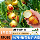欧悟【买2颗送1颗】嫁接车厘子树苗大樱桃树苗盆栽果树苗木南北方种植 沾化冬枣树树苗 6年苗当年结果