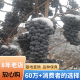 欧悟 特大巨峰葡萄树苗 无籽葡萄苗庭院阳台盆栽地栽果树苗南北方种植 北冰红【8年苗-结果多】