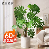 植男植女老桩龟背竹大盆栽客厅室内大型大叶北欧绿植办公室新房源头直发