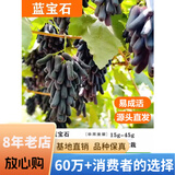 欧悟【买2颗送1颗】嫁接葡萄树苗 南北方种植盆栽地栽庭院阳台果树苗 蓝宝石葡萄 六年大苗当年结果