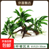 【京东物流】水草套餐 好养耐活真水草植物绿菊大叶绿九冠鱼缸 三头丹麦榕沉木