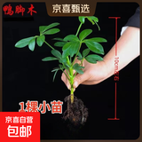 【八方来财】发财树鸭脚木盆栽四季常青桌面防辐射花卉盆景 八方来财【水培小苗1颗】 送肥料