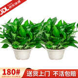 花行榜绿萝盆栽室内植物新房家用净化空气水培绿植花卉大叶吊兰源头直发