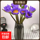 新鲜睡莲鲜花广州直发30CM带花苞家庭38女神妇女节礼物生日礼物 紫色睡莲5枝
