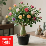 【夏季新品】稀有多头沙漠玫瑰重瓣老桩浓香多肉绿植四季室内外 【混色】多色花 根直径（2-4公分） 带黑色育苗盆发货