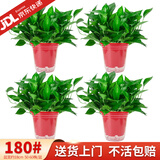 花行榜绿萝盆栽室内植物新房家用净化空气水培绿植花卉大叶吊兰源头直发