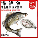 【海鲈鱼】鲜活三去开背鱼类 冷冻海鲜水产生鲜 大鱼【500g-600g】*5条
