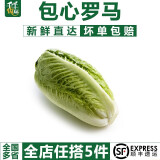 千牛优福包心罗马生菜250g-500g 黄心嫩罗纹凯撒生菜新鲜蔬菜沙拉食材 500g