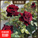 果汁阳台月季花苗四季开花卉盆栽绿植物室内花易活玫瑰带花苞庭院 黑巴克【大花浓香，月月开分枝多】 【带花苞】【盆口径15cm】原盆冠25高35