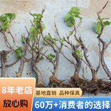 欧悟 特大巨峰葡萄树苗 无籽葡萄苗庭院阳台盆栽地栽果树苗南北方种植 十年大苗【备注品种】