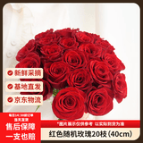 京东鲜花玫瑰花【红色随机】20枝新鲜采摘山东基地日常礼品花暖心源头直发