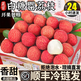 SMVP广东高州白糖罂荔枝【JD顺丰冷链送货上门】茂名荔枝现摘现发送礼 10斤家庭装【全家畅吃装-蕞蕞划算】净9.0斤 SS+级商超果【我蕞甜】冷链到家