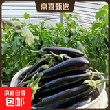 【京东快递】现摘现发新鲜绿把黑茄新鲜蔬菜生鲜 山东绿把茄子 3斤 净重
