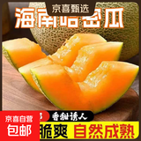 海南哈密瓜  脆甜多汁软糯香甜蜜西州密瓜 新鲜采摘应季生鲜水果 多仓发货哈密瓜8-9斤净重8.5斤+