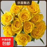 【方德玫瑰】云南鲜花玫瑰花鲜切水养情人节生日礼物京东物流 方德40-50cm月华10支