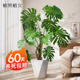 植男植女老桩龟背竹大盆栽客厅室内大型植物大叶北欧真绿植办公室源头直发