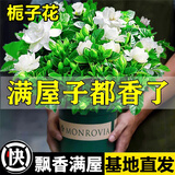开时果 栀子花盆栽浓香型大花苗 四季懒人好养植物室内阳台庭院耐热花卉 加仑盆【90#栀子花】