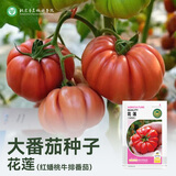 京农研农科院番茄种子原味普罗旺斯水果草莓西红柿毛粉沙瓤番茄苗蔬菜籽 花莲红蟠桃牛排番茄 约20粒