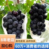 欧悟【买2颗送1颗】嫁接葡萄树苗 南北方种植盆栽地栽庭院阳台果树苗 夏黑葡萄 六年大苗当年结果