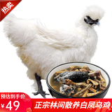 云依禾农庄 乌鸡乌骨鸡新鲜鸡肉白凤乌鸡 土鸡 净重约700g/只 整只装
