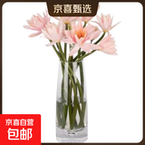 新鲜睡莲鲜花广州直发30CM带花苞家庭38女神妇女节礼物生日礼物 香槟色睡莲5枝