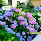 虹越（HONGYUE）大花绣球花盆栽苗 无尽夏花手鞠绣球八仙花庭院阳台花卉 【大花绣球·2盆装】“无尽夏”1加仑