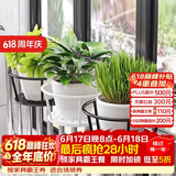 索尔诺（SuoErnuo）悬挂花架阳台铁艺简约悬挂花架挂架 多肉绿萝架装饰挂架 一只装-白色【托底直径18*上环直径22】
