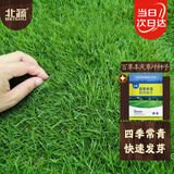 北蔬高档草坪种子护坡草籽矮生南北方庭院绿化 百草丰茂草坪种子1斤