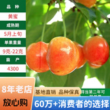 欧悟【买2颗送1颗】嫁接车厘子树苗大樱桃树苗盆栽果树苗木南北方种植 黄蜜樱桃树苗 七年大苗（结果多）
