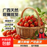 广西露天圣女果樱桃小番茄即食水果西红柿新鲜蔬菜应季整箱批发价 带箱4斤 4斤 净重3.5斤